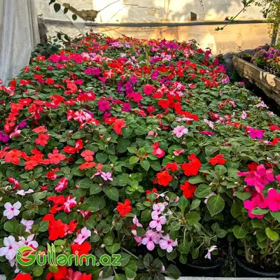 Balsamin (Impatiens)