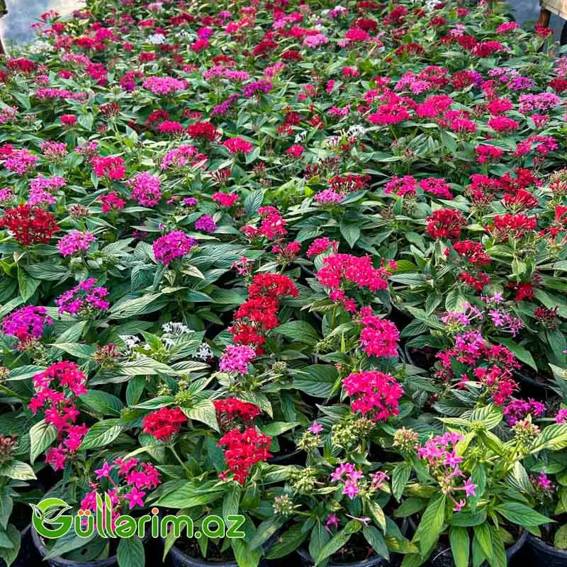 Pentas (Pentas Lanceolata / Ulduz Çiçəyi)