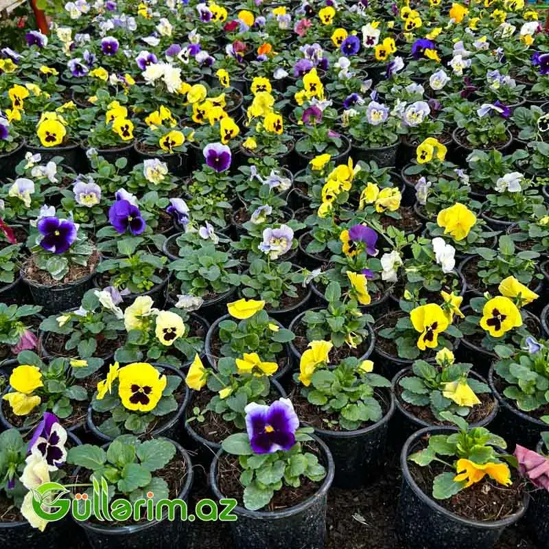 Pansiya (Viola / Pansy)