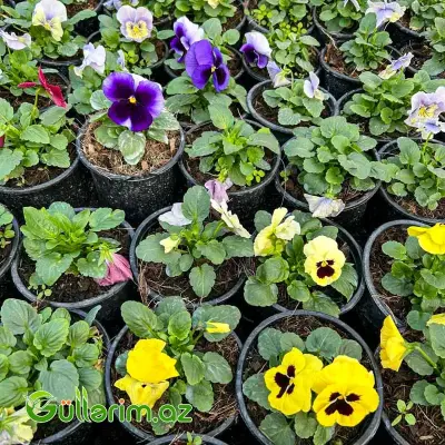 Pansiya (Viola / Pansy)