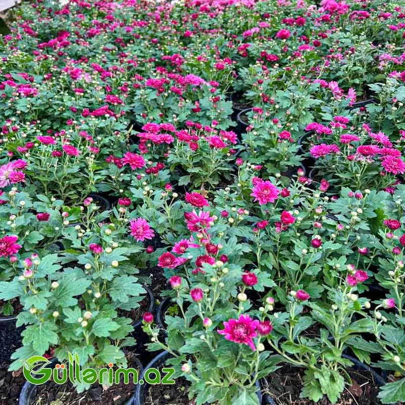 Xrizantema multiflora