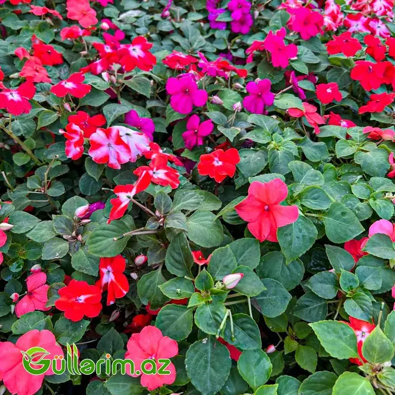 Balsamin (Impatiens)