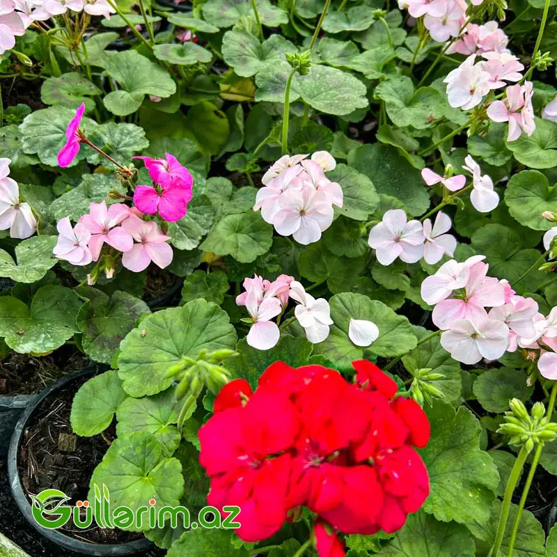 Qeranium (Pelargonium / Geranium)