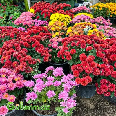 Xrizantema Pompon