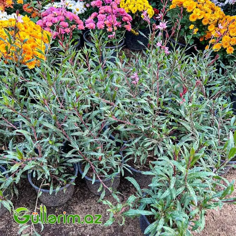 Gaura (Kəpənək Çiçəyi)