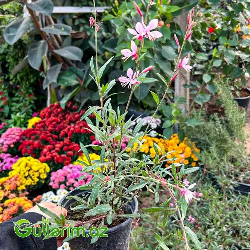 Gaura (Kəpənək Çiçəyi)