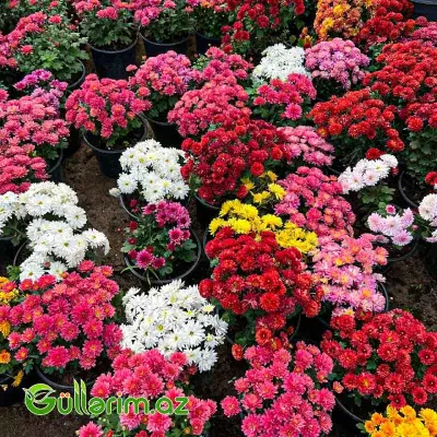 Xrizantema Pompon