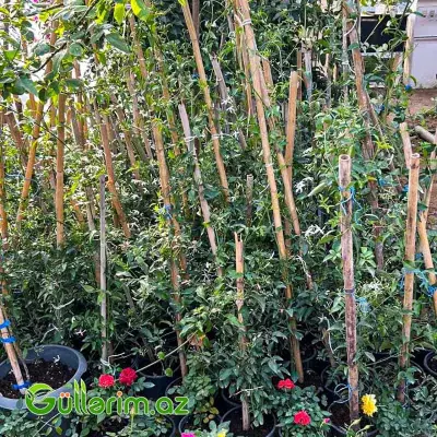 Yasəmən (Jasmine / Jasminum)