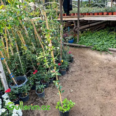 Yasəmən (Jasmine / Jasminum)