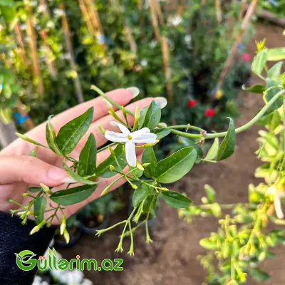 Yasəmən (Jasmine / Jasminum)