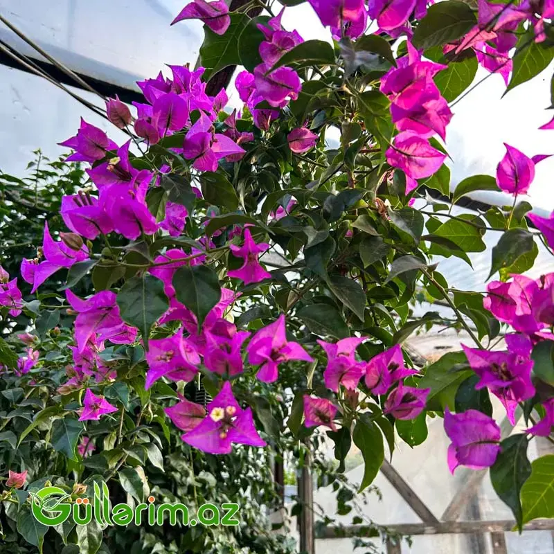 Bougainvillea – Bugenvi̇llea (Bənövşəyi)