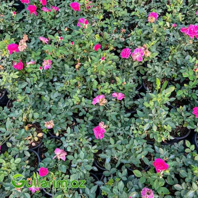 Karlik Qızılgül (Mini Rose)