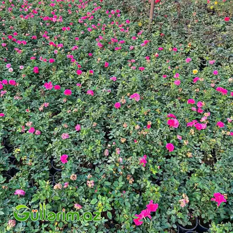 Karlik Qızılgül (Mini Rose)