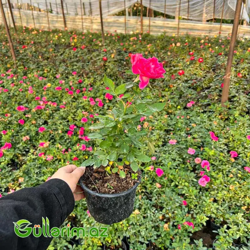 Karlik Qızılgül (Mini Rose)