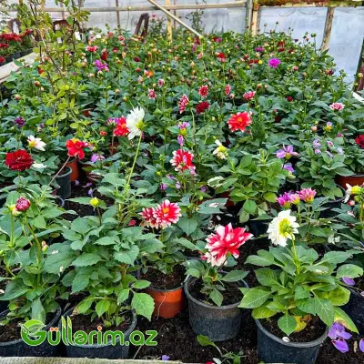 Dahlia (Dalya / Qerənfilgülü)