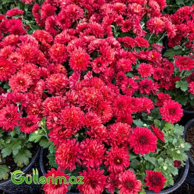 Xrizantema multiflora