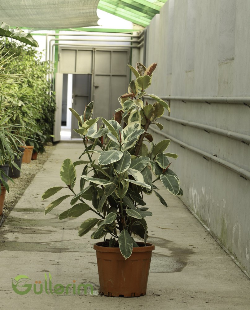 Ficus Elastica ( Fikus elastika )