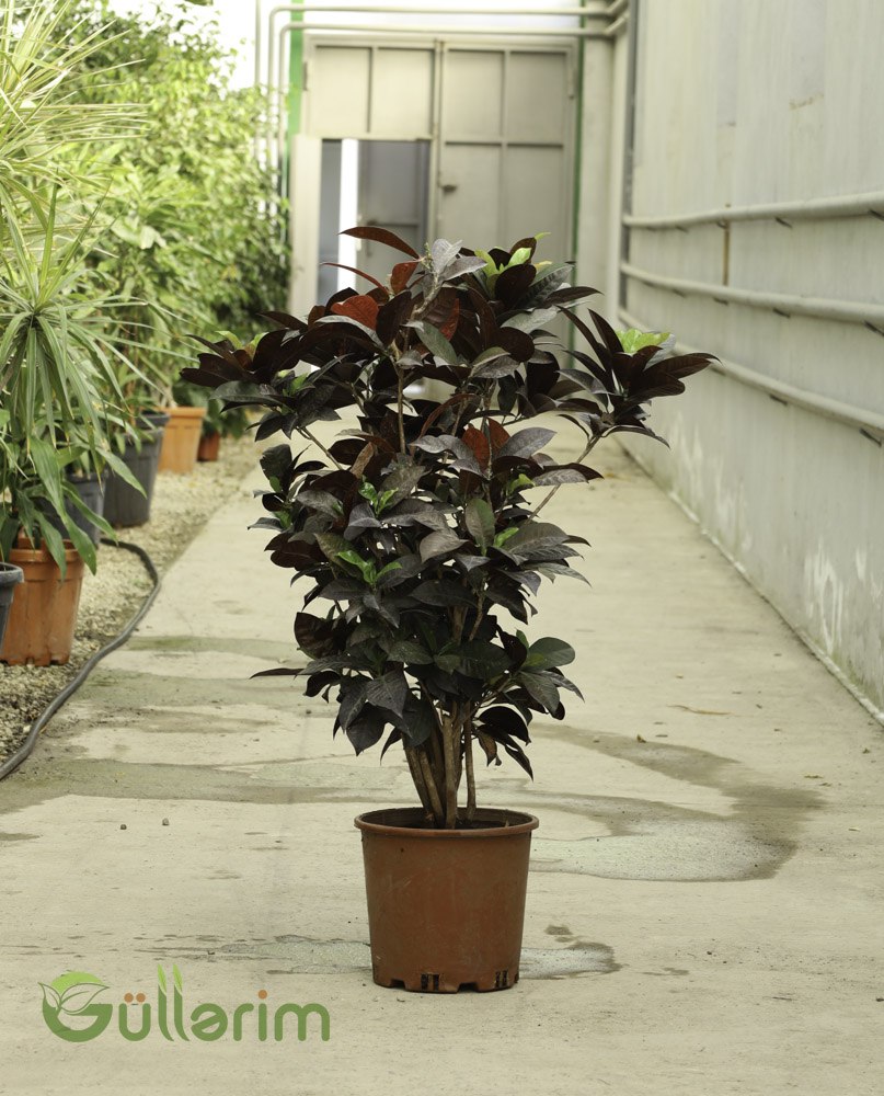 Ficus Elastica(Kauçuk Bitkisi)