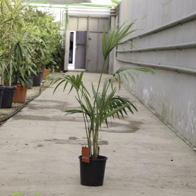 Kentia Palma (Howea forsteriana)