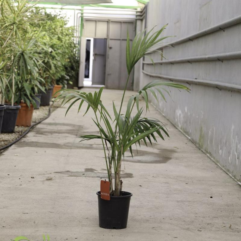 Kentia Palma (Howea forsteriana)