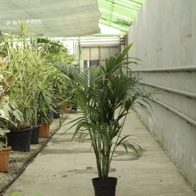 Kentia Palm (Kentiya palma)