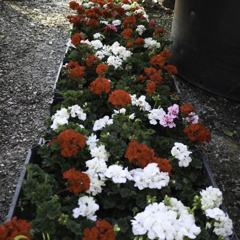 Sardunya (Pelargonium zonale)