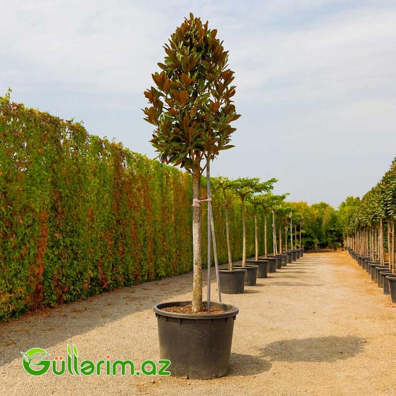 Maqnoliya (Magnolia grandiflora)