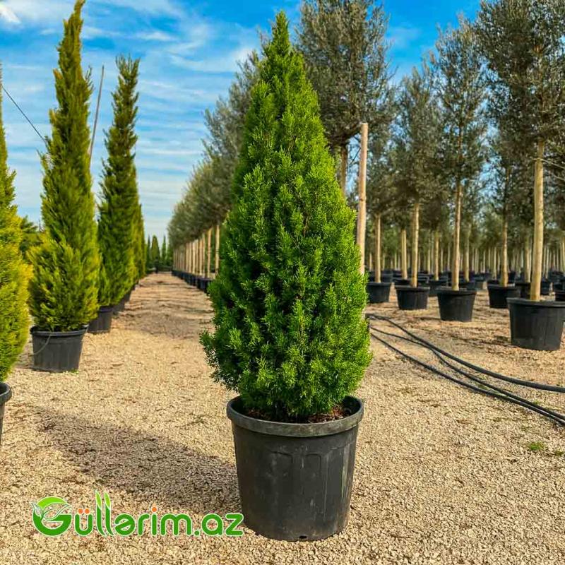 Thuja occidentalis (Qərb tuyası və ya Limon kiparis)