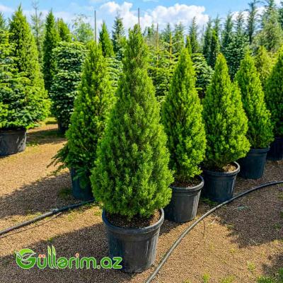 Thuja occidentalis (Qərb tuyası və ya Limon kiparis)