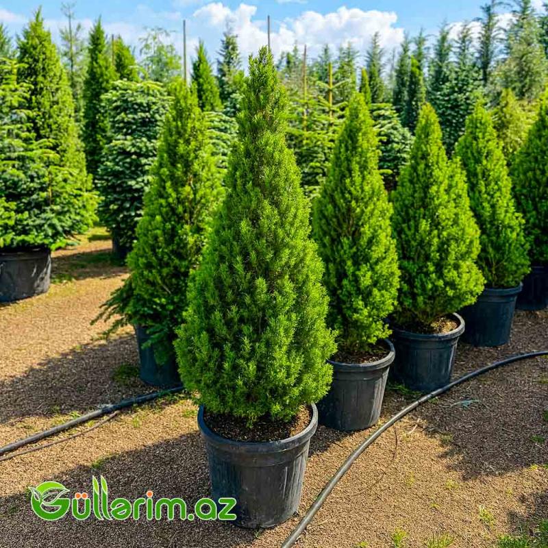 Thuja occidentalis (Qərb tuyası və ya Limon kiparis)