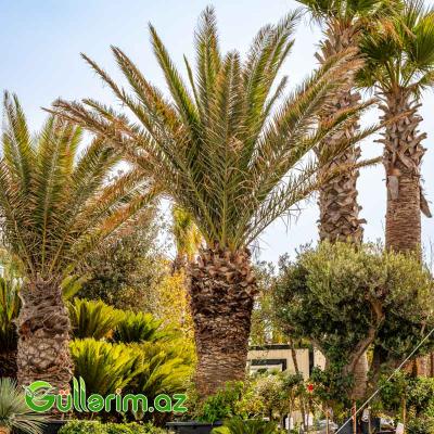 Xurma Palması (Phoenix dactylifera)
