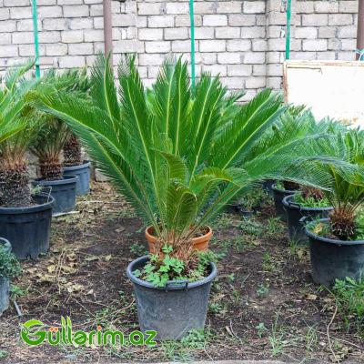 Sekas Palması (Cycas revoluta –Sekas)