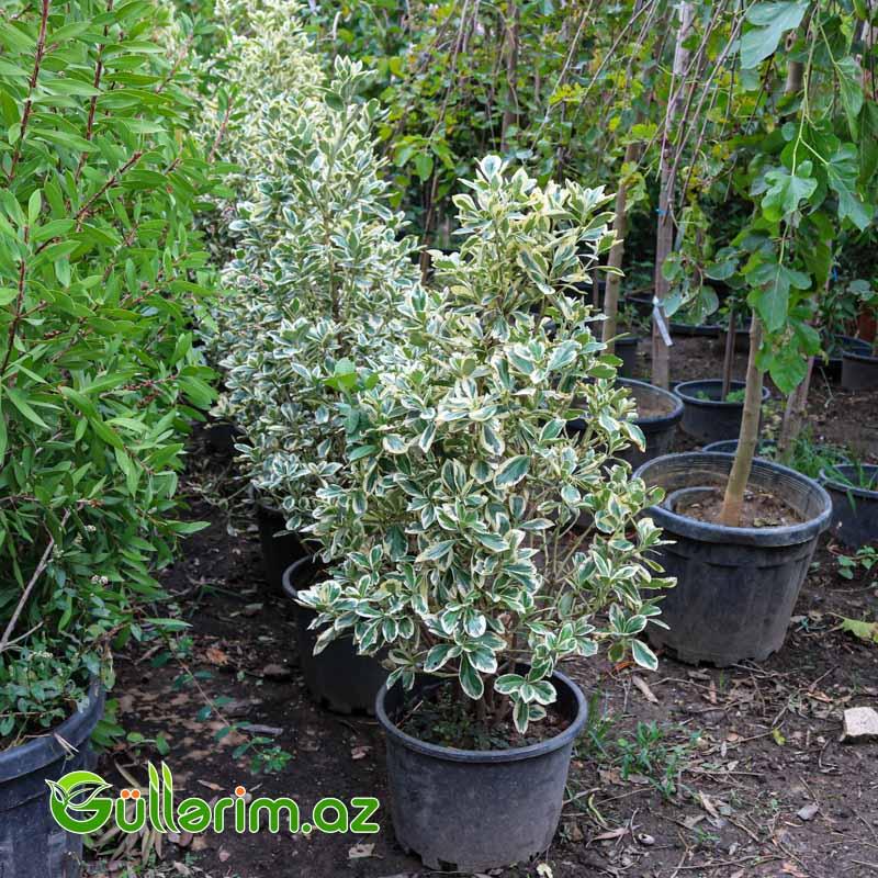 Yapon Euonimusu (Euonymus japonicus ‘Variegatus’)