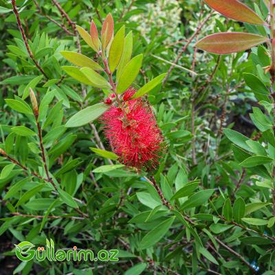 Kalistamon (Fırçaçiçək-Callistemon citrinus)