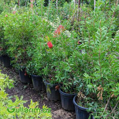 Kalistamon (Fırçaçiçək-Callistemon citrinus)