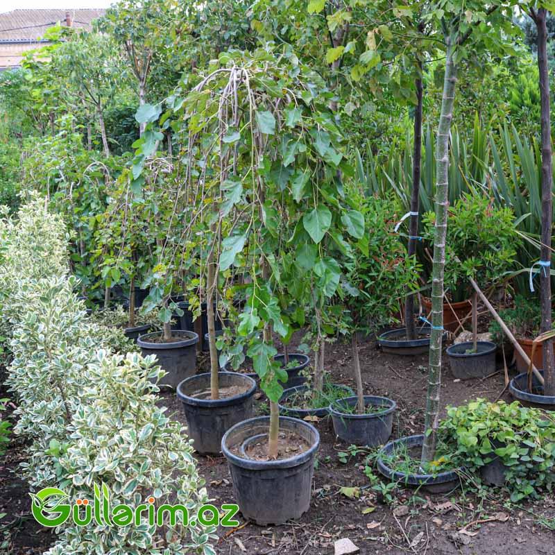 Ağlayan Tut Ağacıdır (Morus alba “Pendula”)