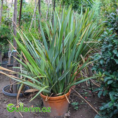Yeni Zelandiya Kətanı (Phormium tenax)