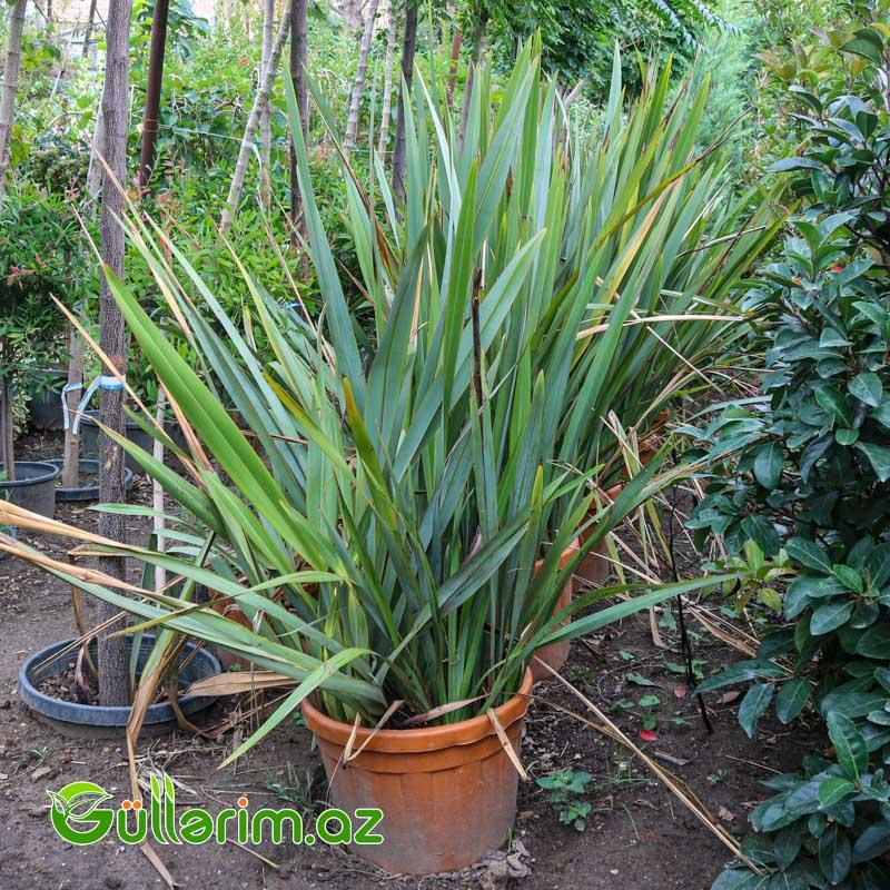 Yeni Zelandiya Kətanı (Phormium tenax)