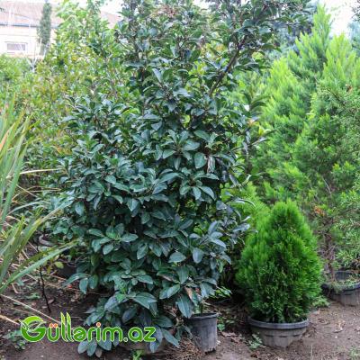 Laurel (Şirin Dəfnə)