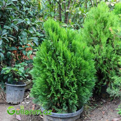 Tuya (Thuja orientalis)