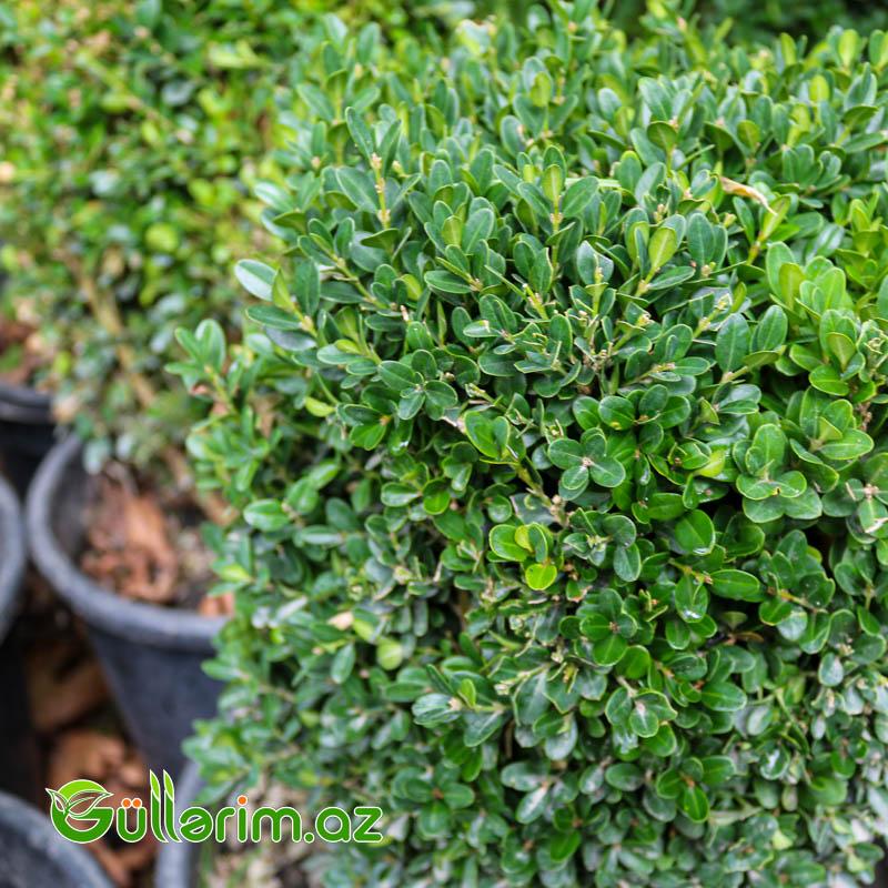 Buksus (Buxus sempervirens)