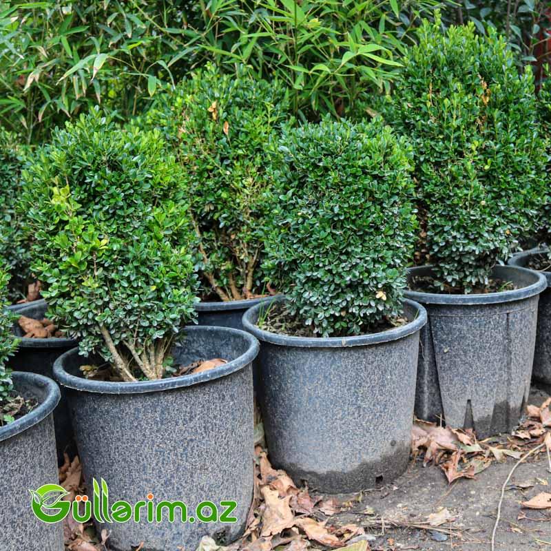 Buksus (Buxus sempervirens)