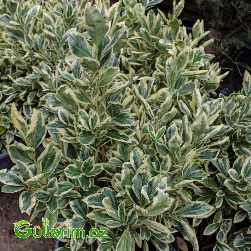 Yapon Euonimusu (Euonymus japonicus ‘Variegatus’)