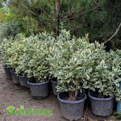 Yapon Euonimusu (Euonymus japonicus ‘Variegatus’)