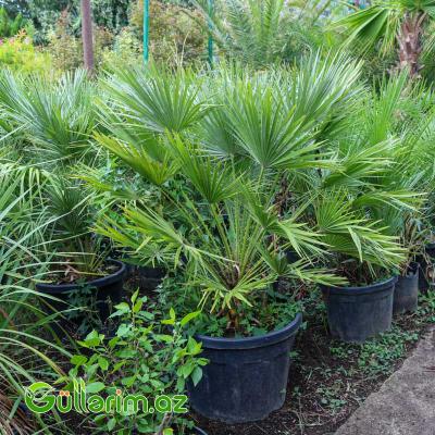 Yelpalma (Chamaerops humilis – Yelpik Palma)