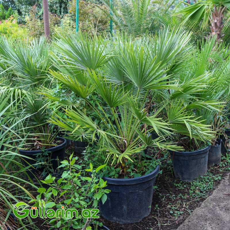 Yelpalma (Chamaerops humilis – Yelpik Palma)