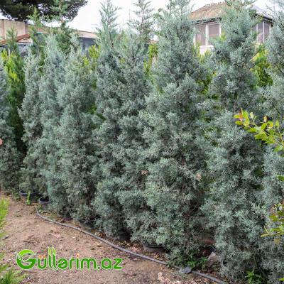 Arizona kiparis (Cupressus arizonica)
