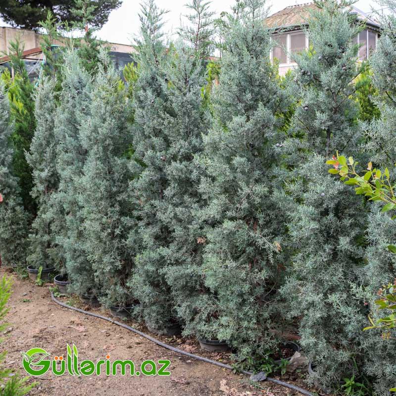 Arizona kiparis (Cupressus arizonica)
