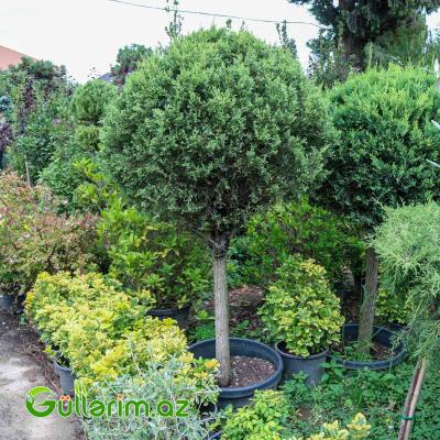 Top tuya (Thuja orientalis)