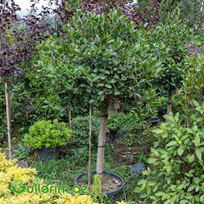 Dəfnə ağacı (Laurus nobilis)